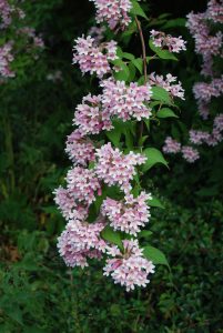 Fagerbusk, Kolkwitzia amabilis