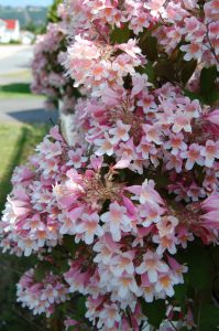 Tett blomstring med Fagerbusk, Kolwitzia amabilis