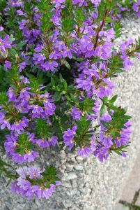 Femtunge er en riktblomstrende og sterk sommerblomst