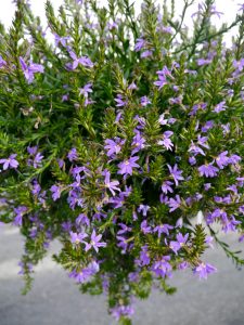 Femtunge, Scaevola aemula
