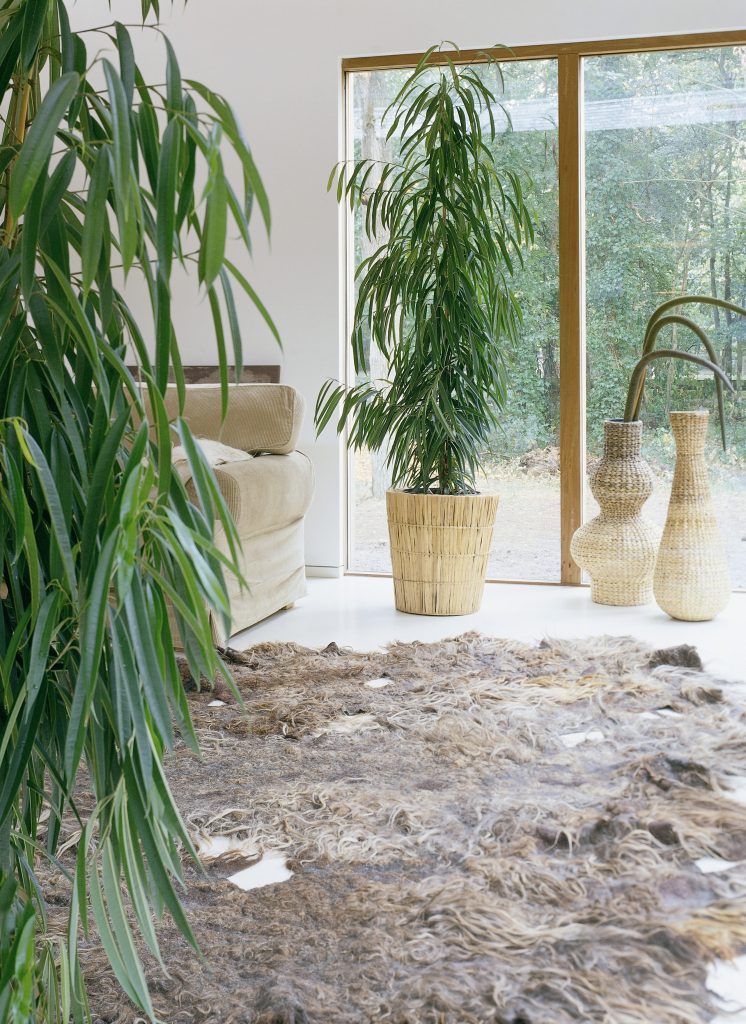 Ficus i interiør