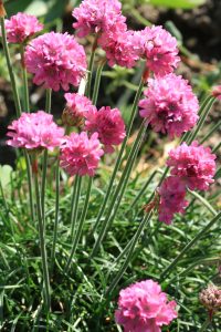 Fjørekoll, strandnellik, Armeria