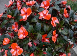 Flittiglise, Impatiens med rød-hvite blomster