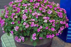 Flittiglise, Impatiens walleriana i tønne