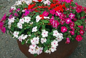 Flittiglise, Impatiens walleriana
