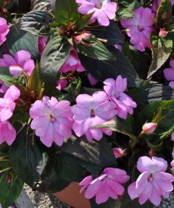 Flittiglise - Impatiens walleriana