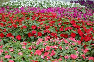 Flittiglisebed - et godt alternativ for dekkende planting i store bed
