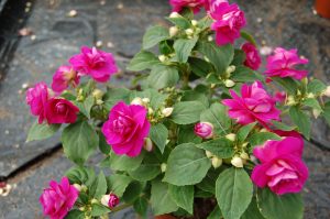 Flittiglise med fylte blomster