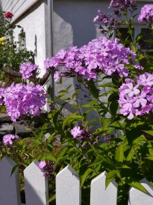 Floks, Phlox paniculata