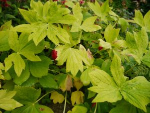 Fotblad, Podophyllum