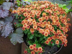 Frilandskrysantemum