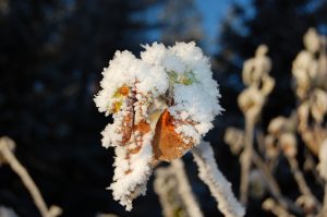 Frossent blad