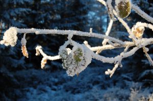 Frossent blad