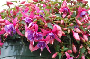 Fylte Fuchsia