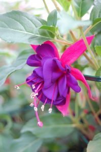 Nærbilde Fuchsia