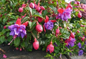 Fuksia, eller Tåre, en hagefavoritt for hele familien!