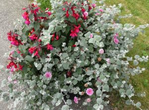 Fuksia og høststråblomst