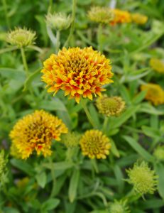 Gaillardia