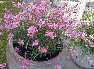 Gaura