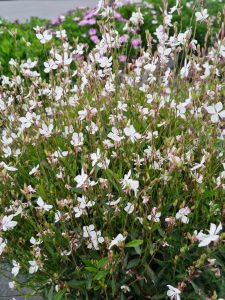 Gaura
