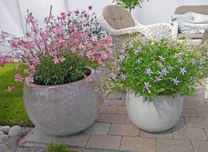 Gaura og stjernelobelia Laurentia