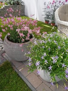 Gaura og stjernelobelia Laurentia