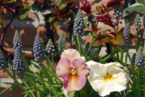 Plant busker, som roser, sammen med løkblomster og vårblomstrende planter