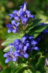 Gentiana fischeri
