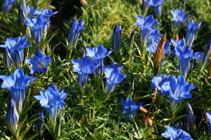 Gentiana sino ornata 'Borge'