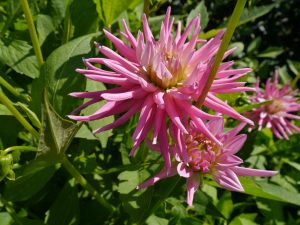 Georgine med stråleformede blomster