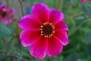 Dybden i en georgineblomst