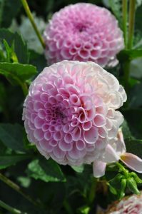 Georgine, Dahlia, fylt rosa