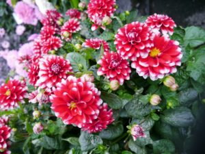Georgine, Dahlia