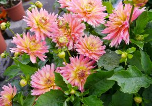 Ferskenrosa Georgine, Dahlia