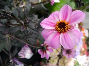 Georgine med mørke blader og rosa blomster