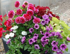Georgine, Petunia og Ipomea fremhever hverandre