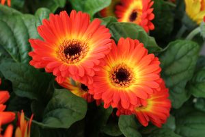 Gerbera gjør høsten fargerik!