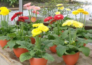 Gerbera utendørs