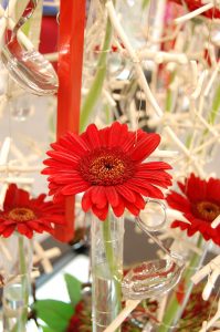 Røde Gerbera i borddekorasjon