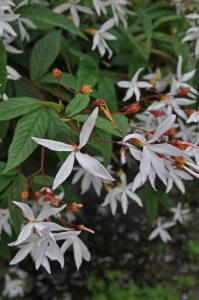 Gillenia trifoliata, trebladgillenia