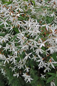Gillenia trifoliata, trebladgillenia