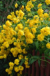 Gjerdesolhatt, Rudbeckia lactiniata