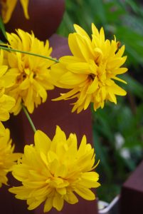Gjerdesolhatt, Rudbeckia lactiniata