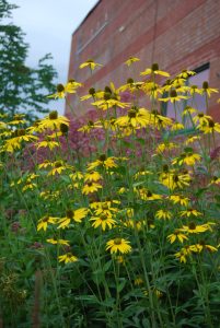 Glanssolhatt, Rucbeckia nitida
