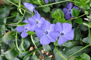 Gravmyrt, Vinca minor