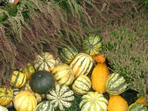 Høst med lyng (Calluna) og gresskar (Cucurbita)