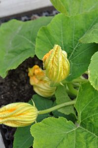 Gresskarblomster