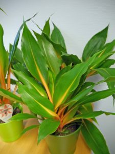 En ganske spesiell grønnrenne, Chlorophytum