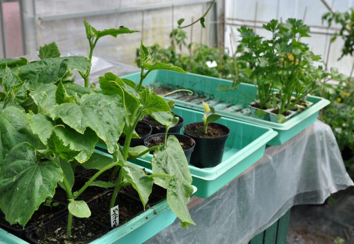 Grønnsaksplanter klar for utplanting i veksthus og kjøkkenhage