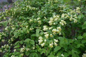 Gulklokkebusk, Weigela middendorffiana